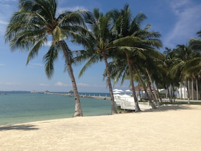 A scenic beach resort with palm trees and clear blue water under a sunny sky.