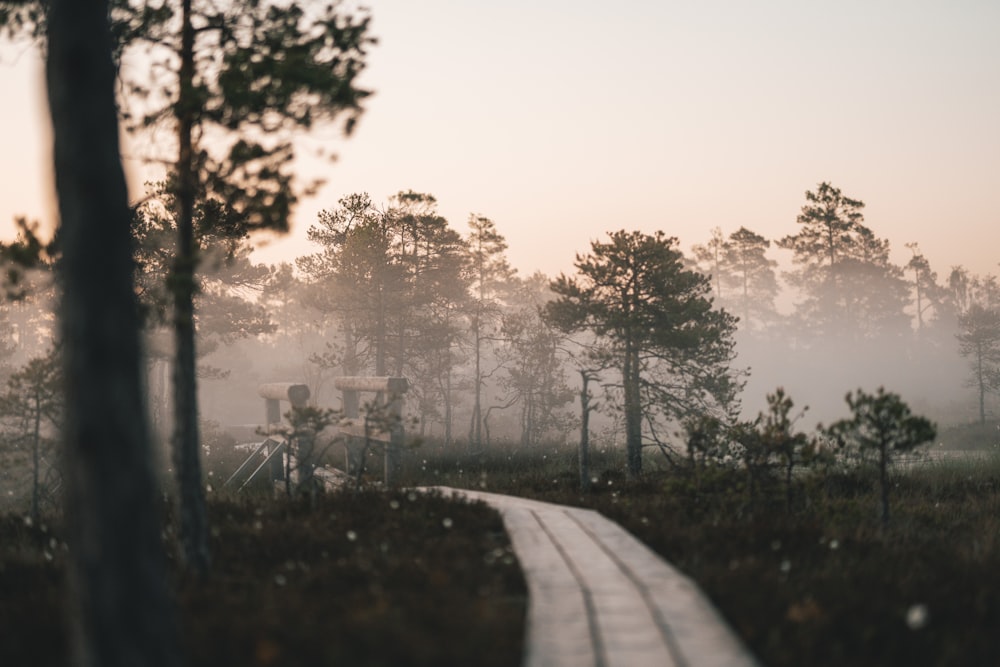 a foggy path in the middle of a forest