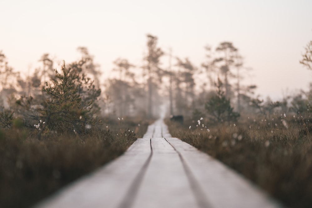 a wooden walkway in a field with trees in the background