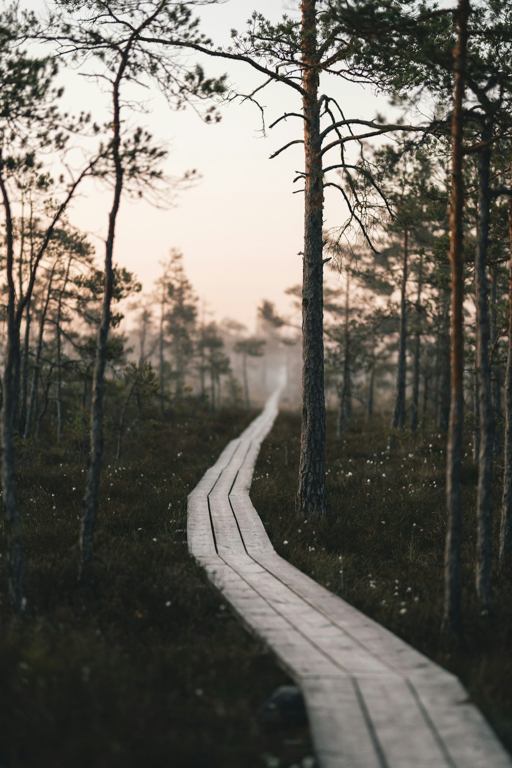 Um caminho no meio de uma floresta