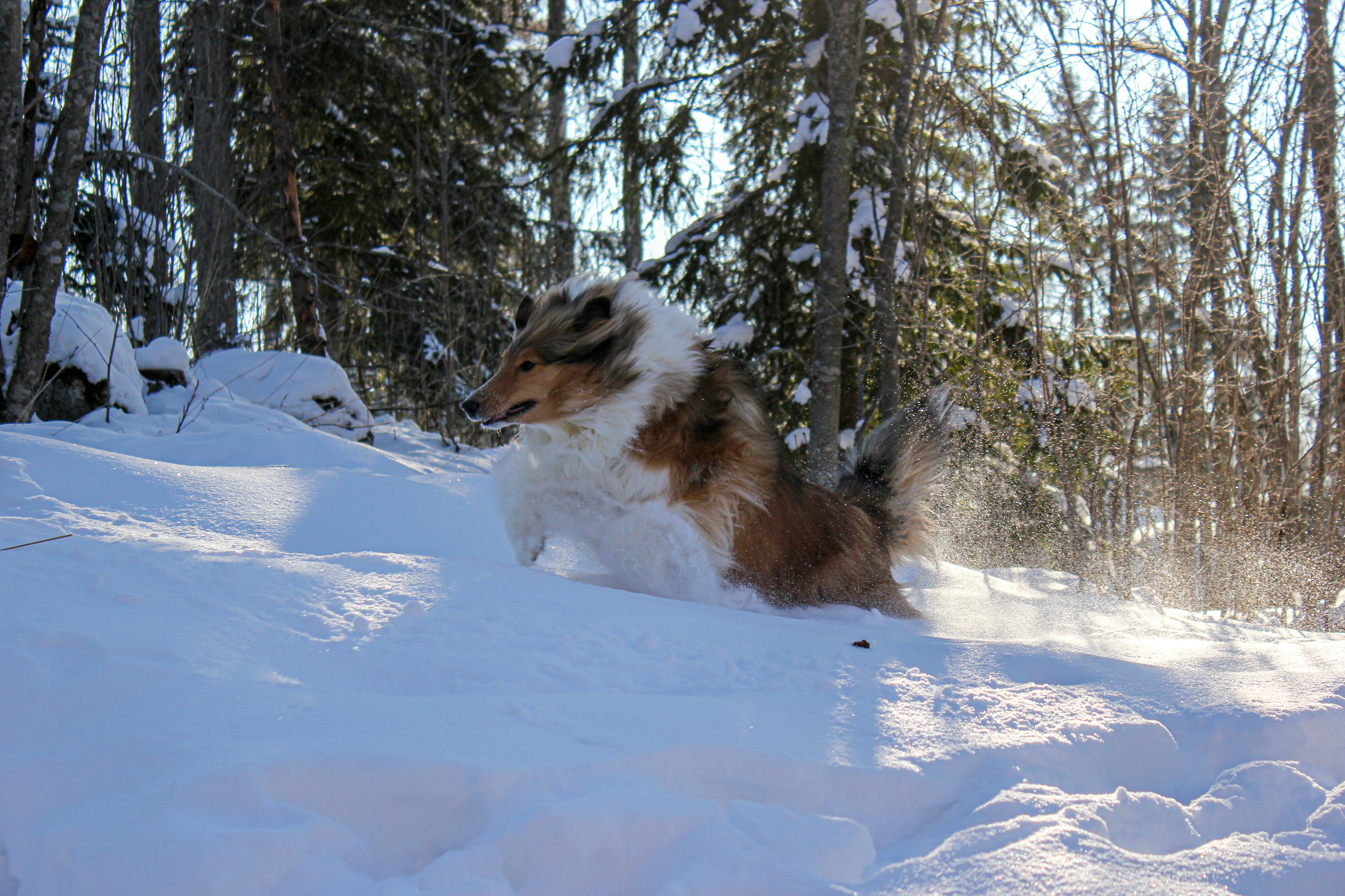 Sicher durch den Winter: So schützt du deinen Hund vor Kälte und Schnee
