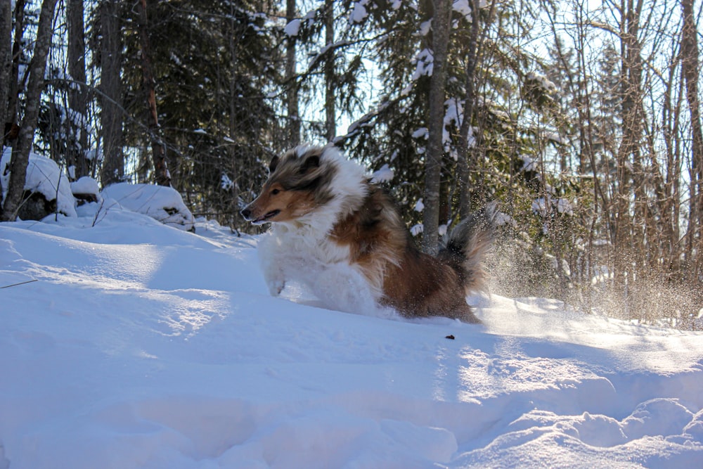 um cachorro correndo pela neve na floresta