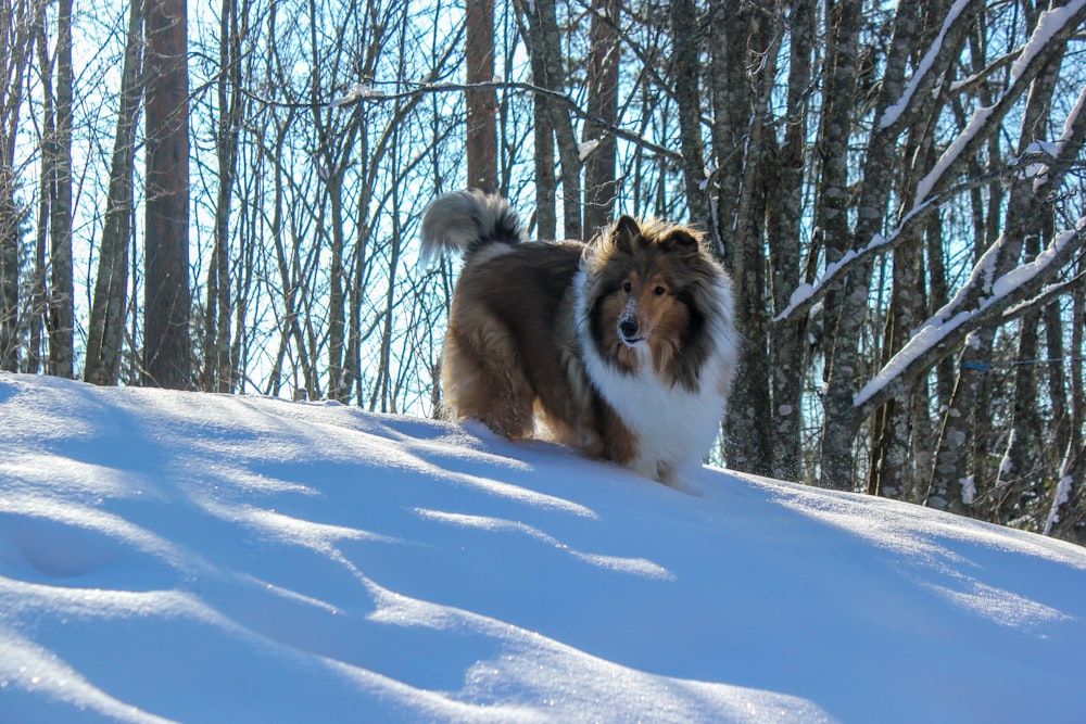a dog that is standing in the snow