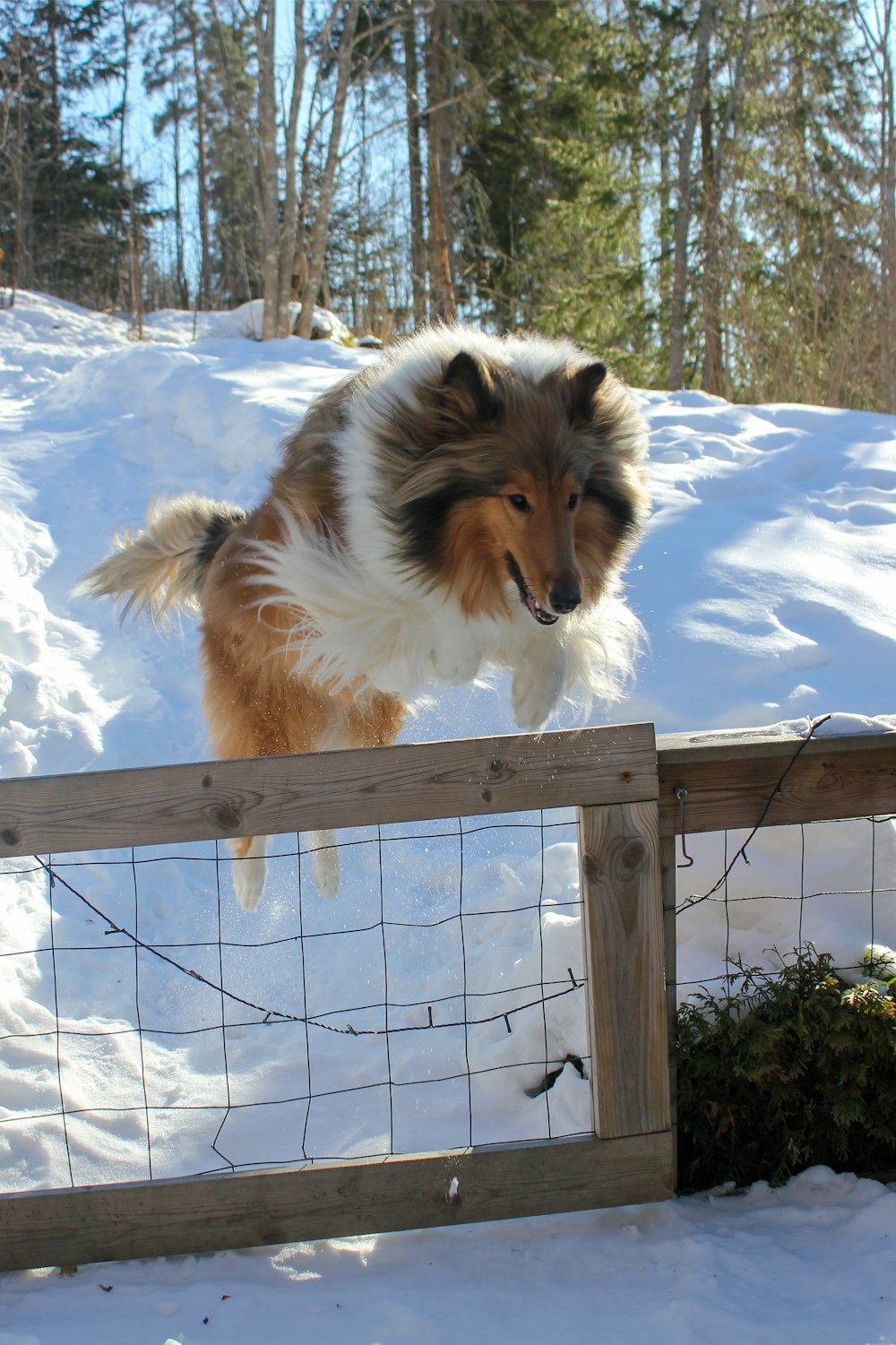 a dog jumping over a fence in the snow