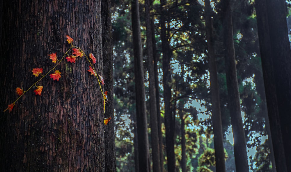 a tree with a bunch of flowers growing on it