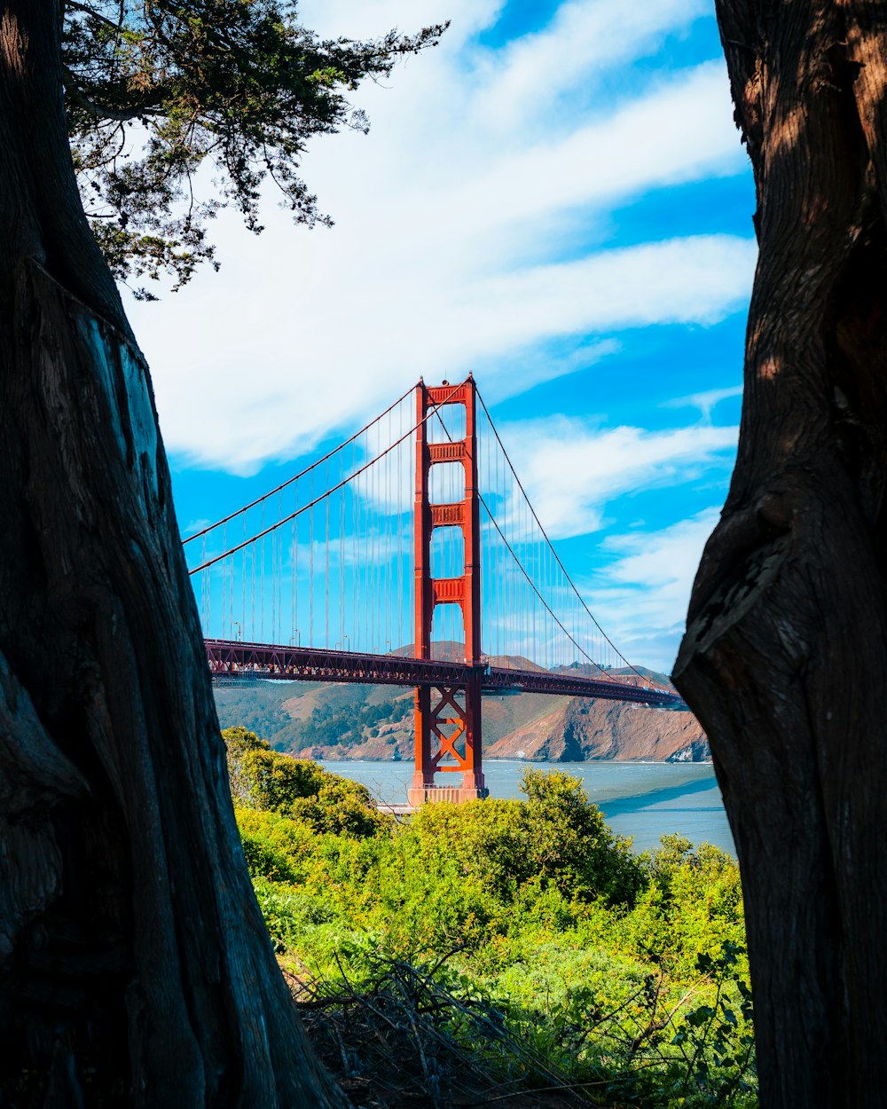 a view of the golden gate bridge through some trees