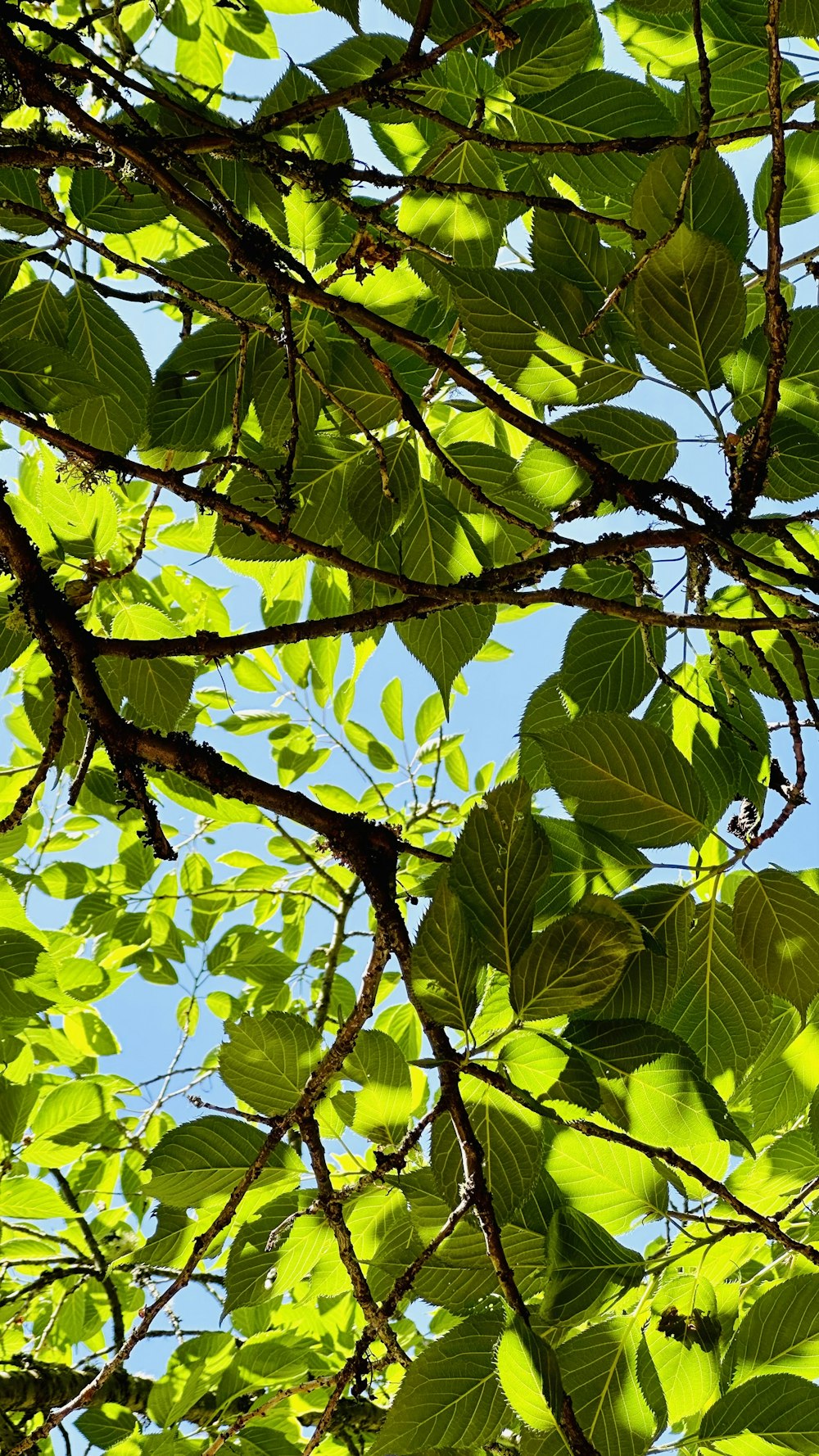 a tree branch with green leaves against a blue sky