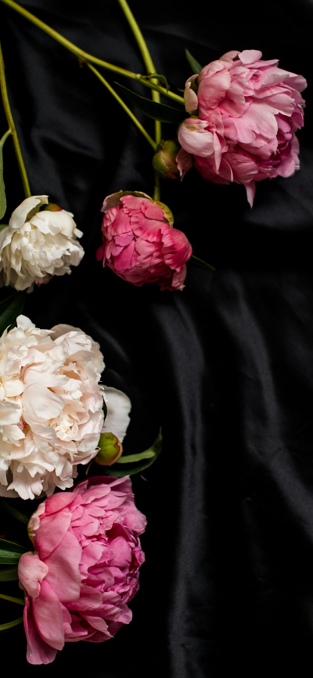 a bunch of pink and white flowers on a black background