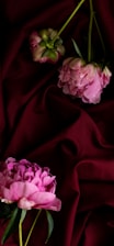 two pink peonies on a red cloth