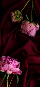 two pink peonies on a red cloth