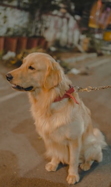 A golden retriever with a shiny coat, sitting on a sidewalk at night. The dog is on a leash with a red ribbon attached to its collar. Background includes potted plants and a blurred urban setting.