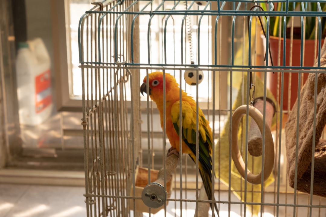 a yellow and orange bird in a cage