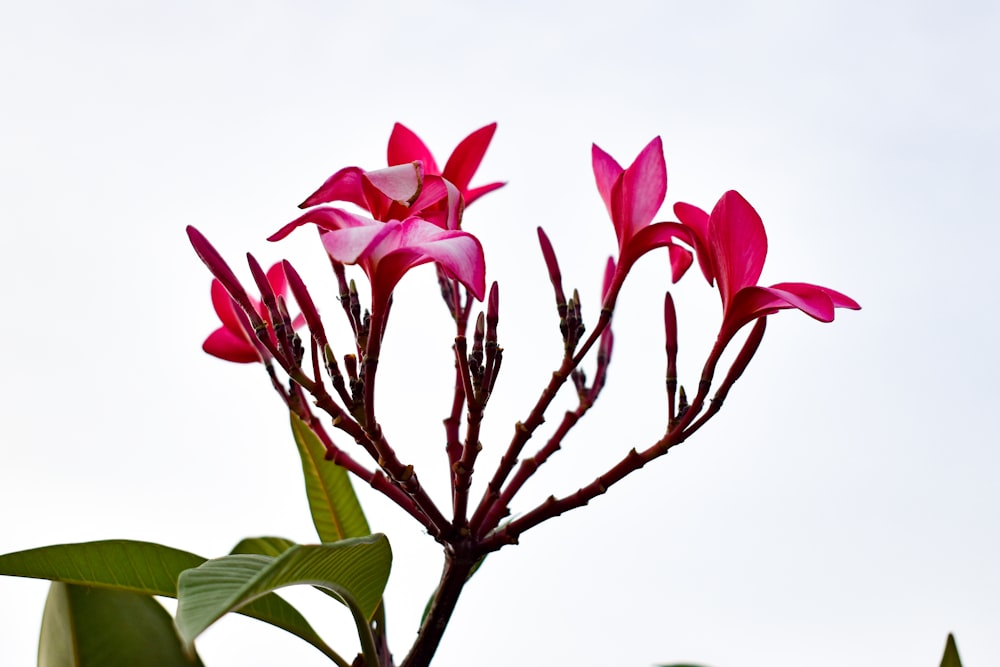 a close up of a pink flower on a tree