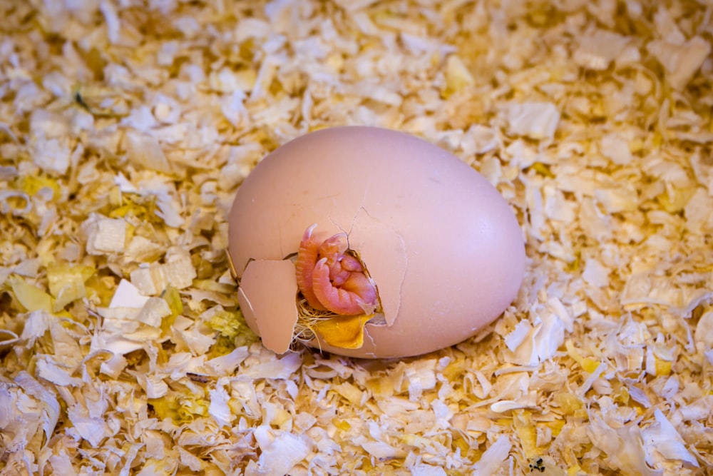 a broken egg sitting on top of a pile of shredded paper