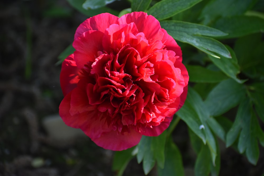 a red flower with green leaves in the background