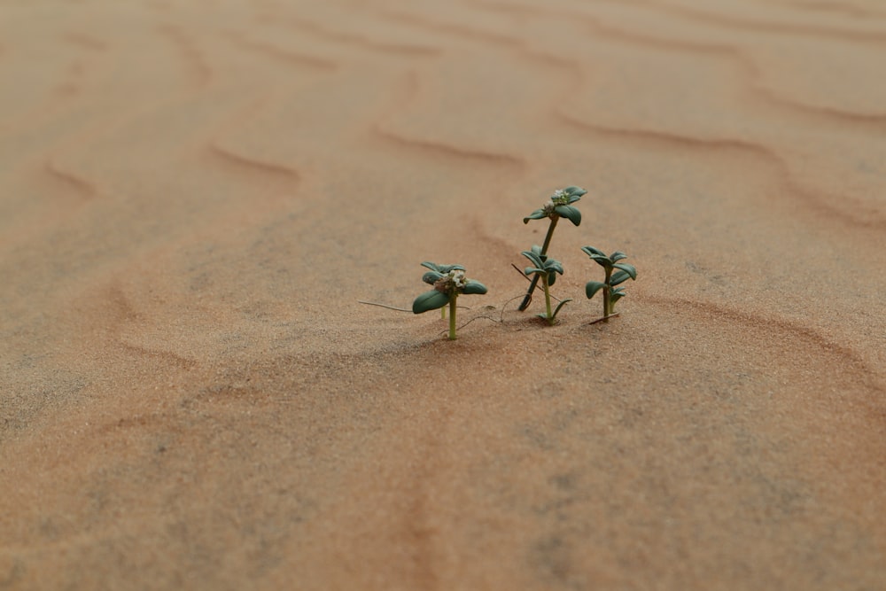 a group of small flowers sitting in the sand