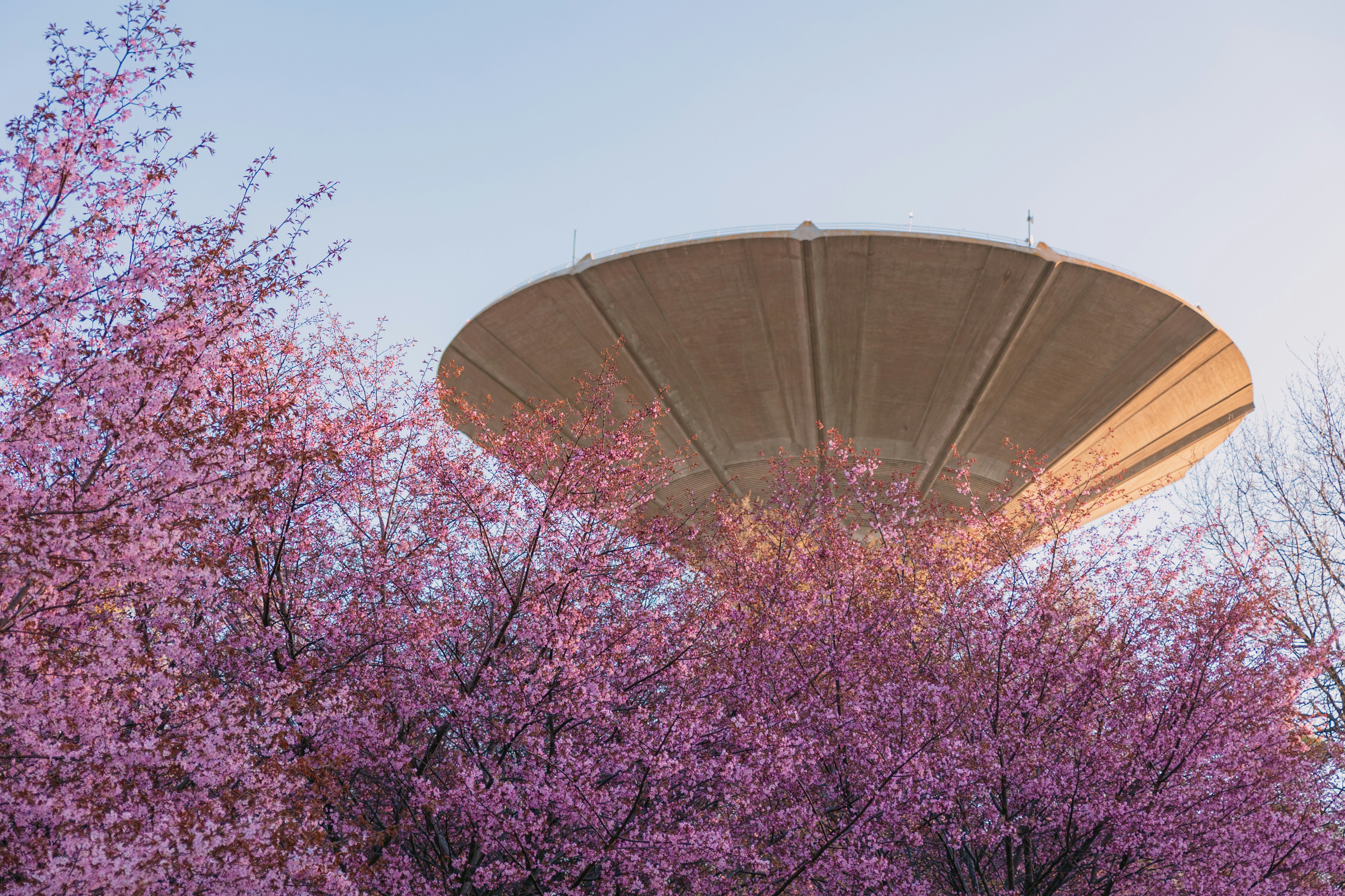 a large water tower surrounded by trees with purple flowers