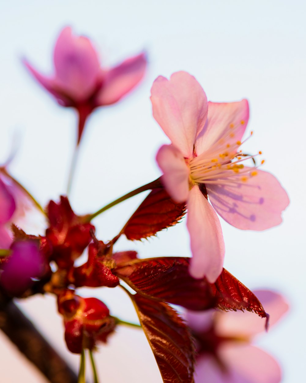 a close up of a flower on a tree branch