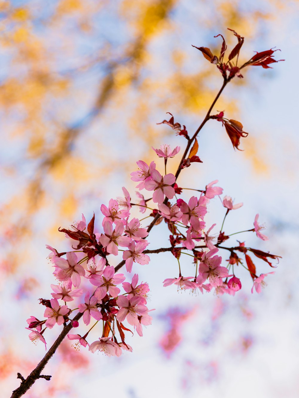 a branch with pink flowers in front of a blue sky