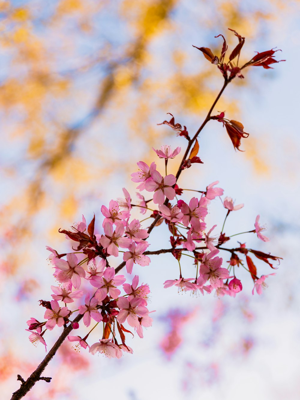 un ramo con fiori rosa davanti a un cielo blu