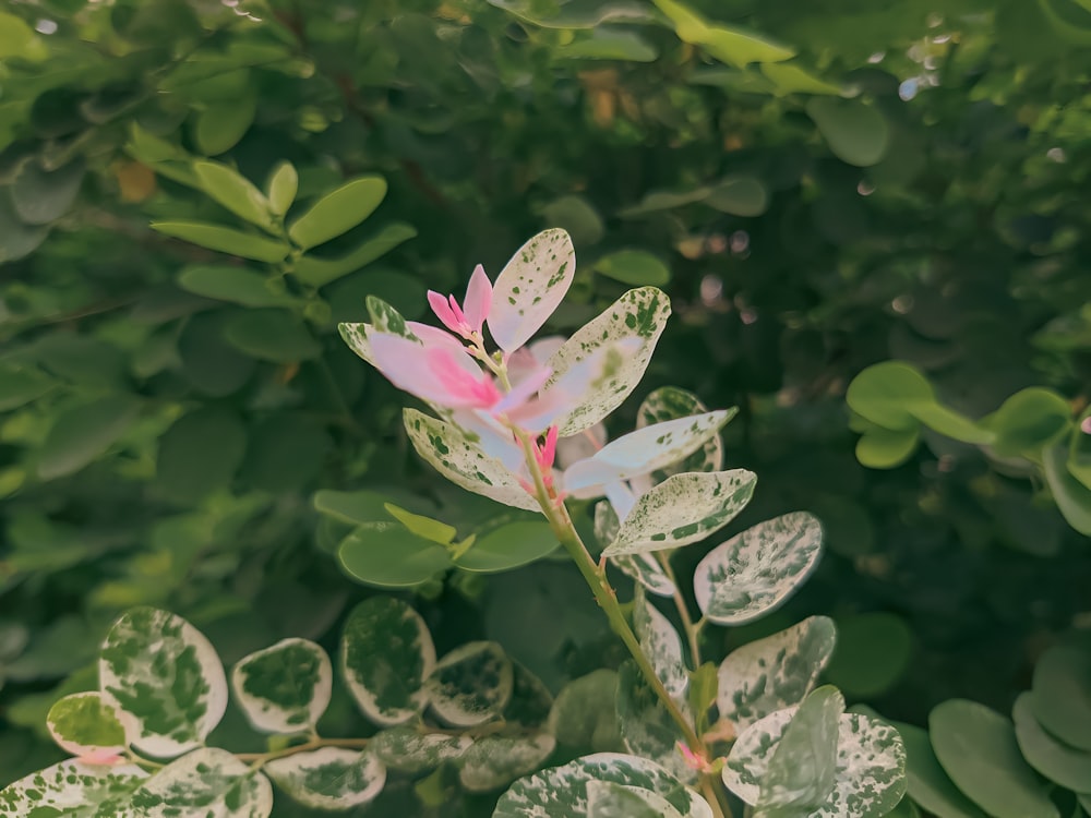 a pink and white flower on a green plant