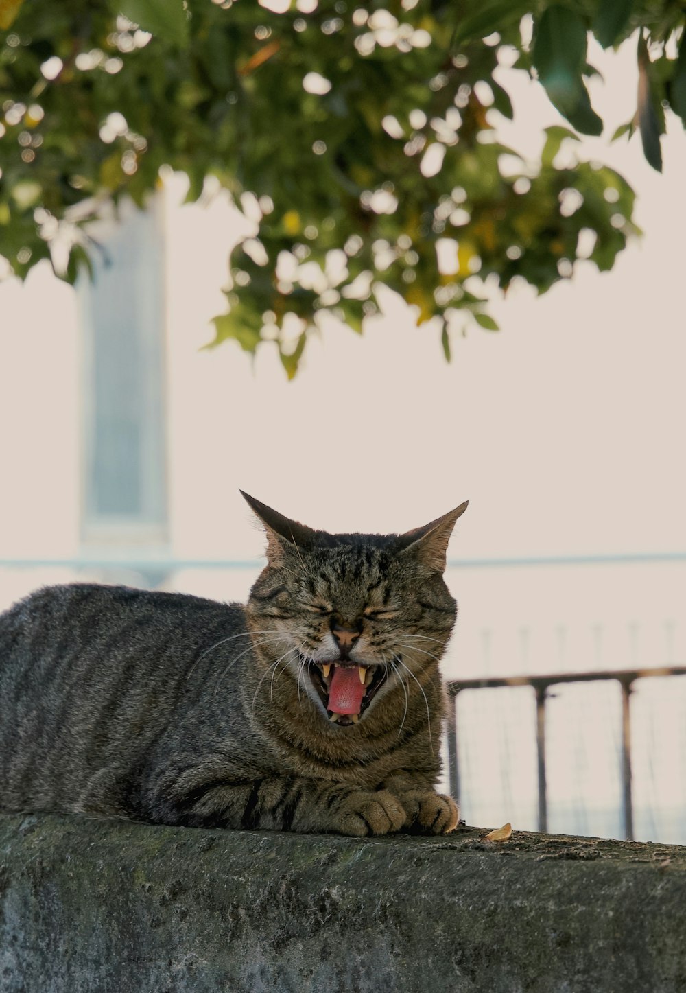 a cat yawns while sitting on a wall