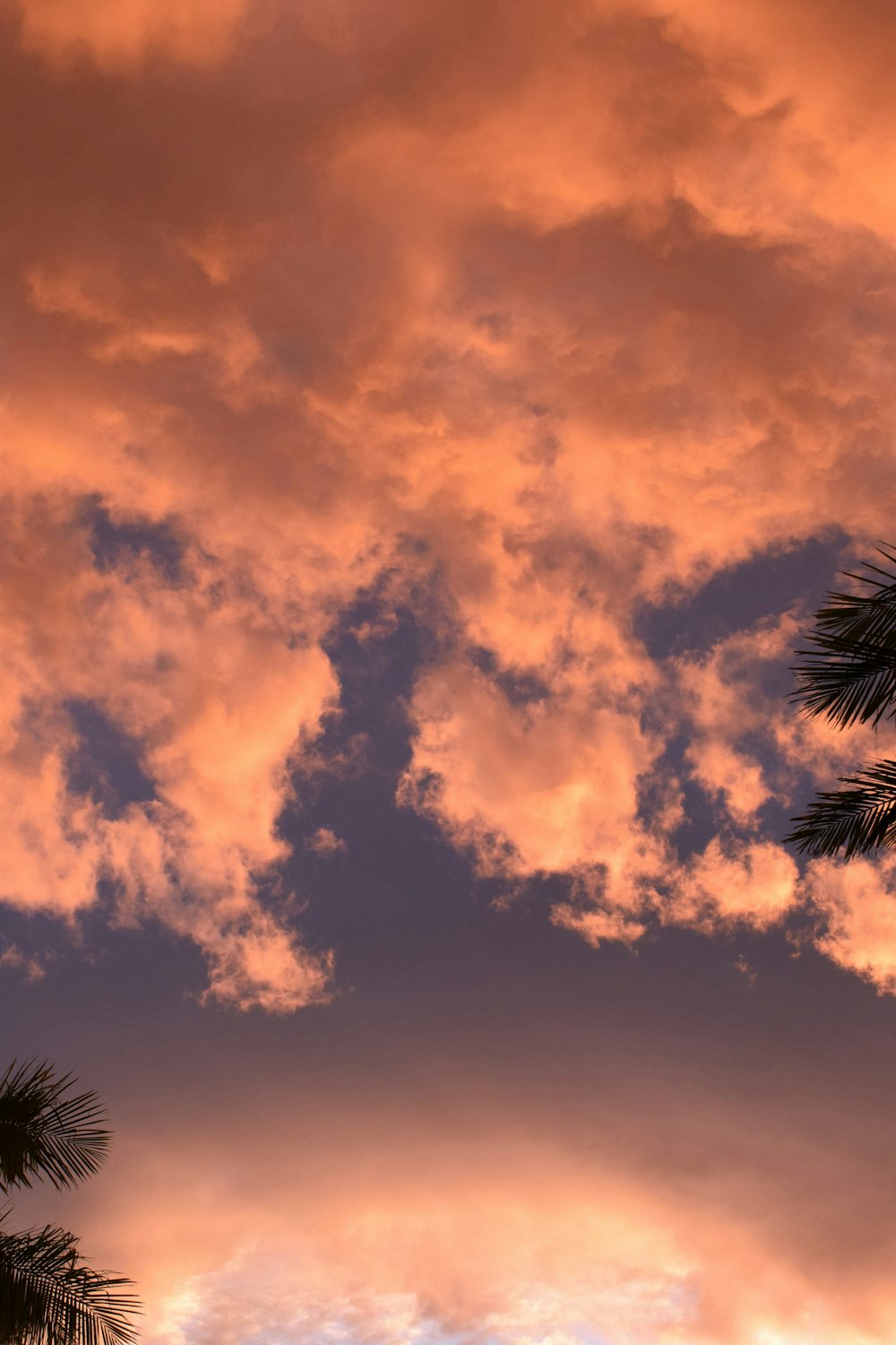 a plane flying through a cloudy sky with palm trees