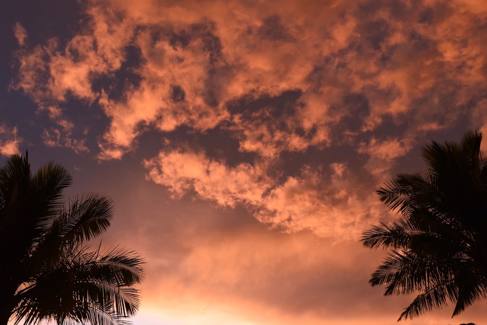 a sunset with clouds and palm trees in the foreground