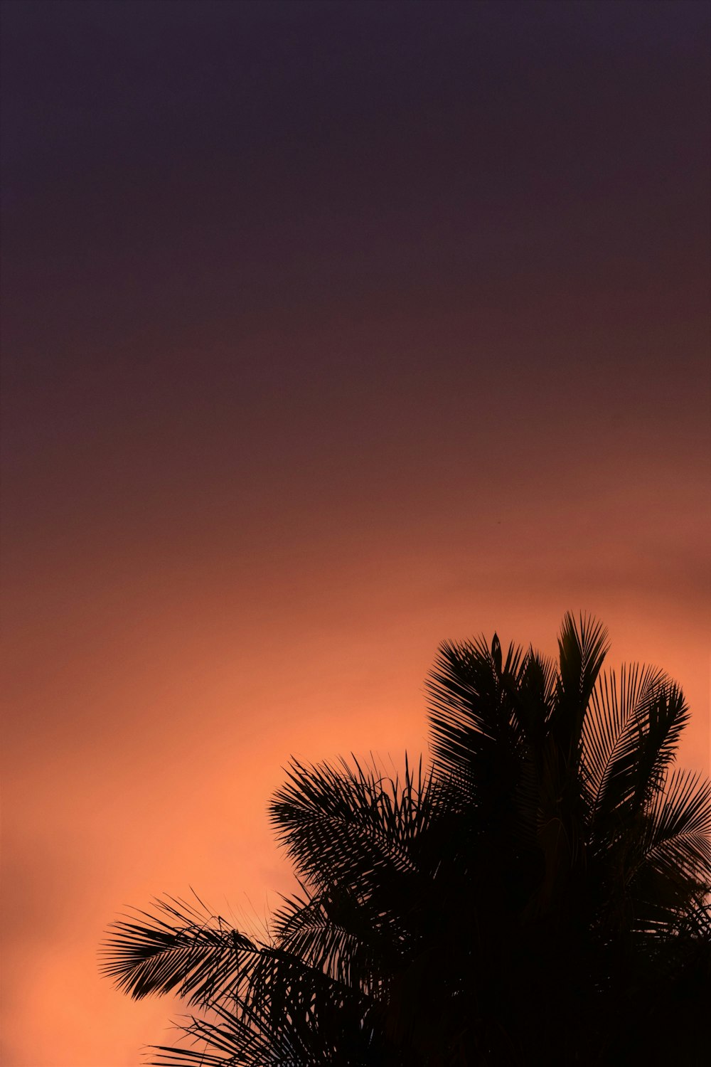 a palm tree is silhouetted against a pink sky