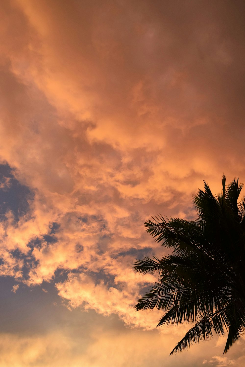 a palm tree is silhouetted against a sunset sky