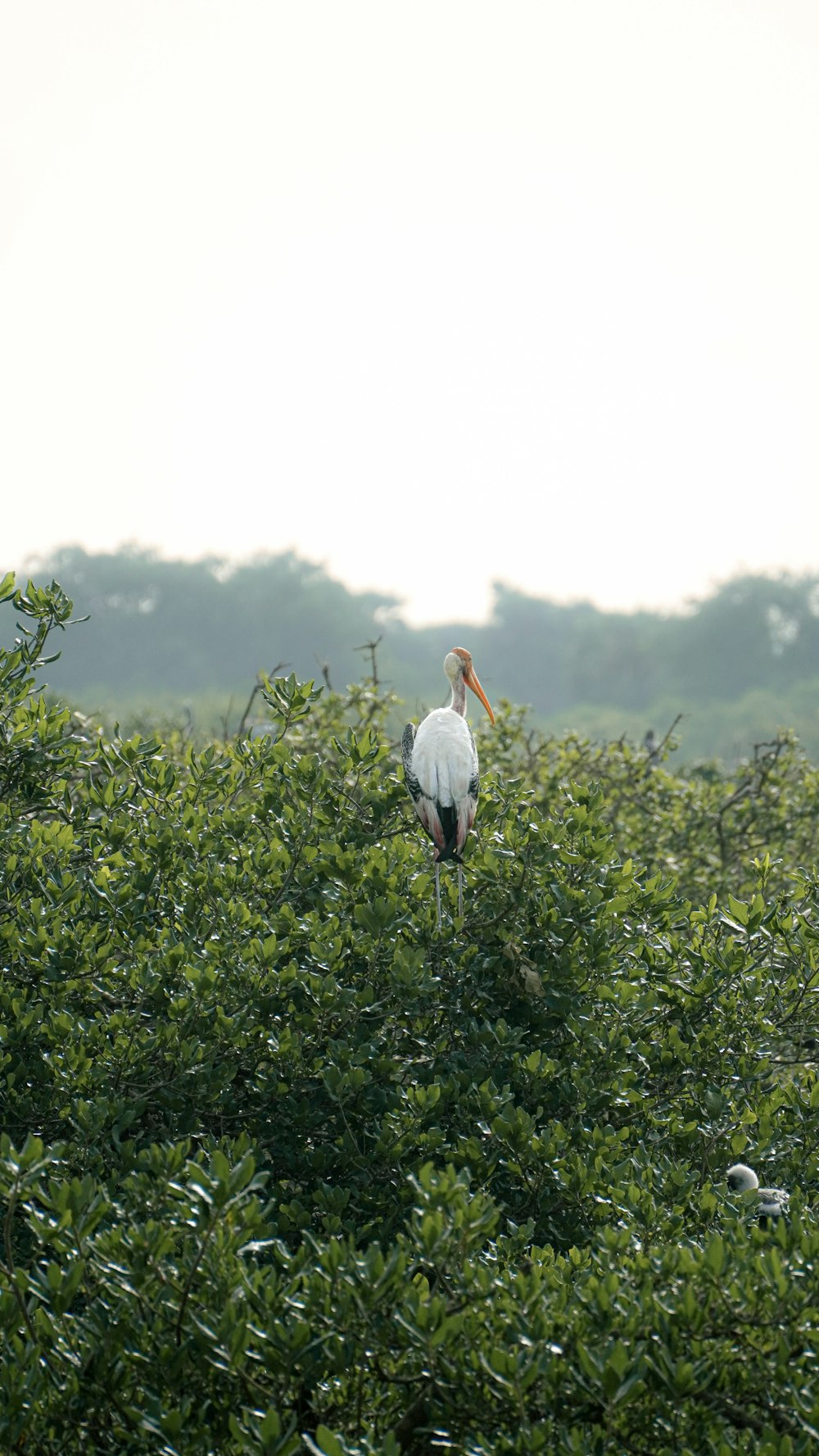 a large bird standing on top of a lush green field