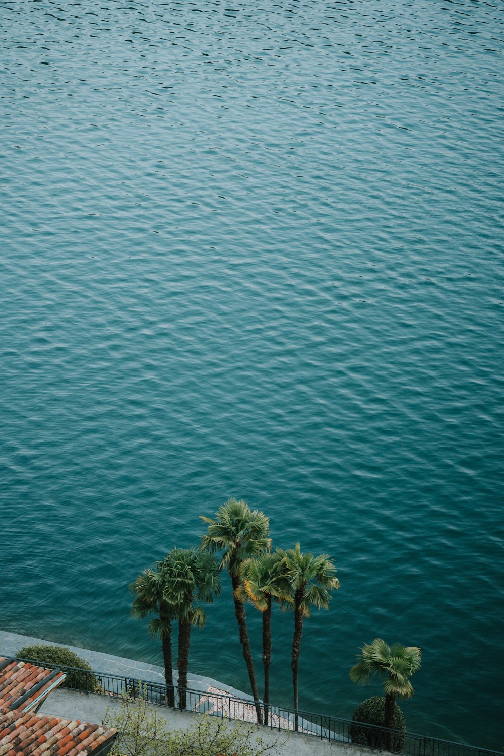 three palm trees in front of a body of water