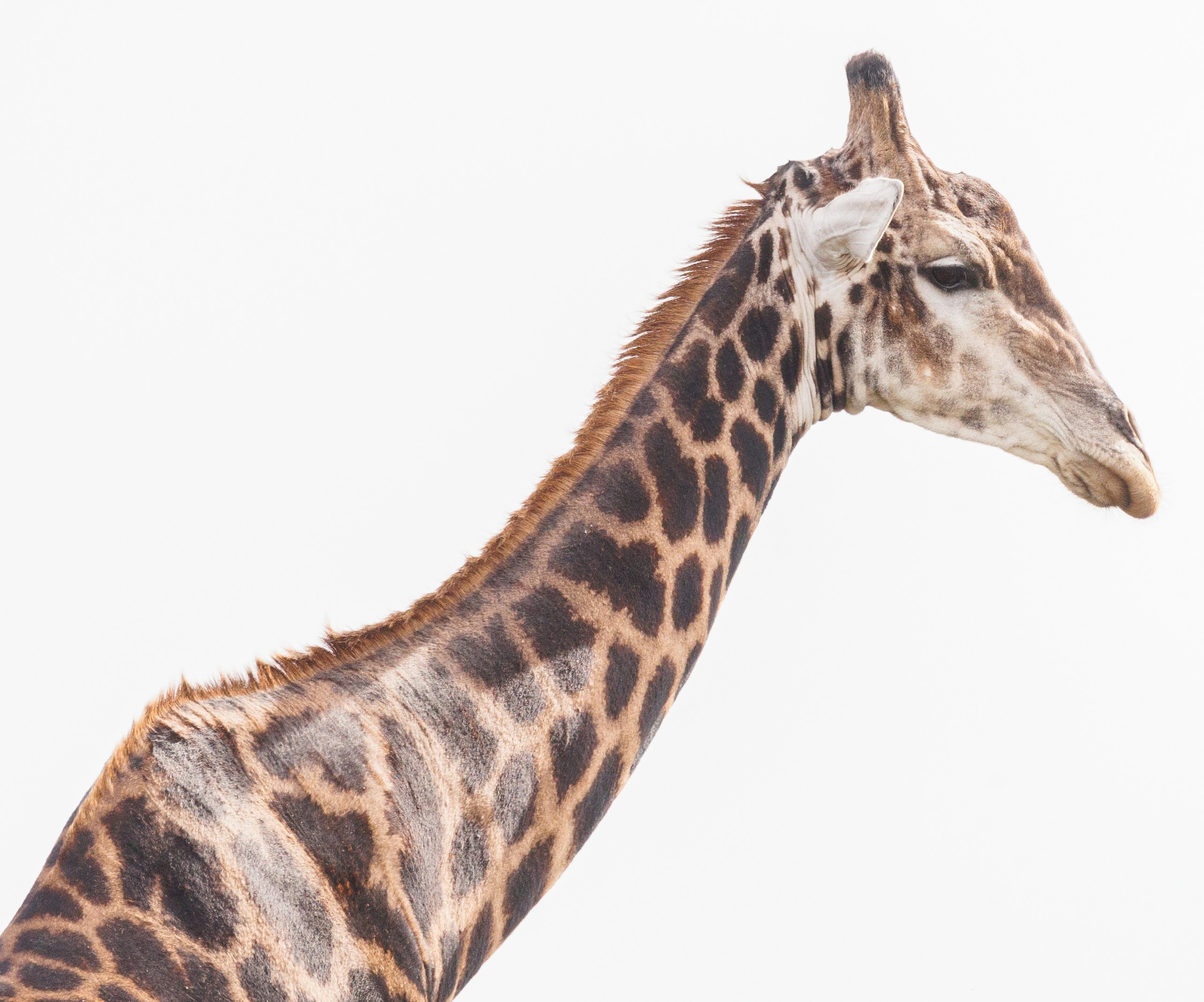 Photo by charl_durand