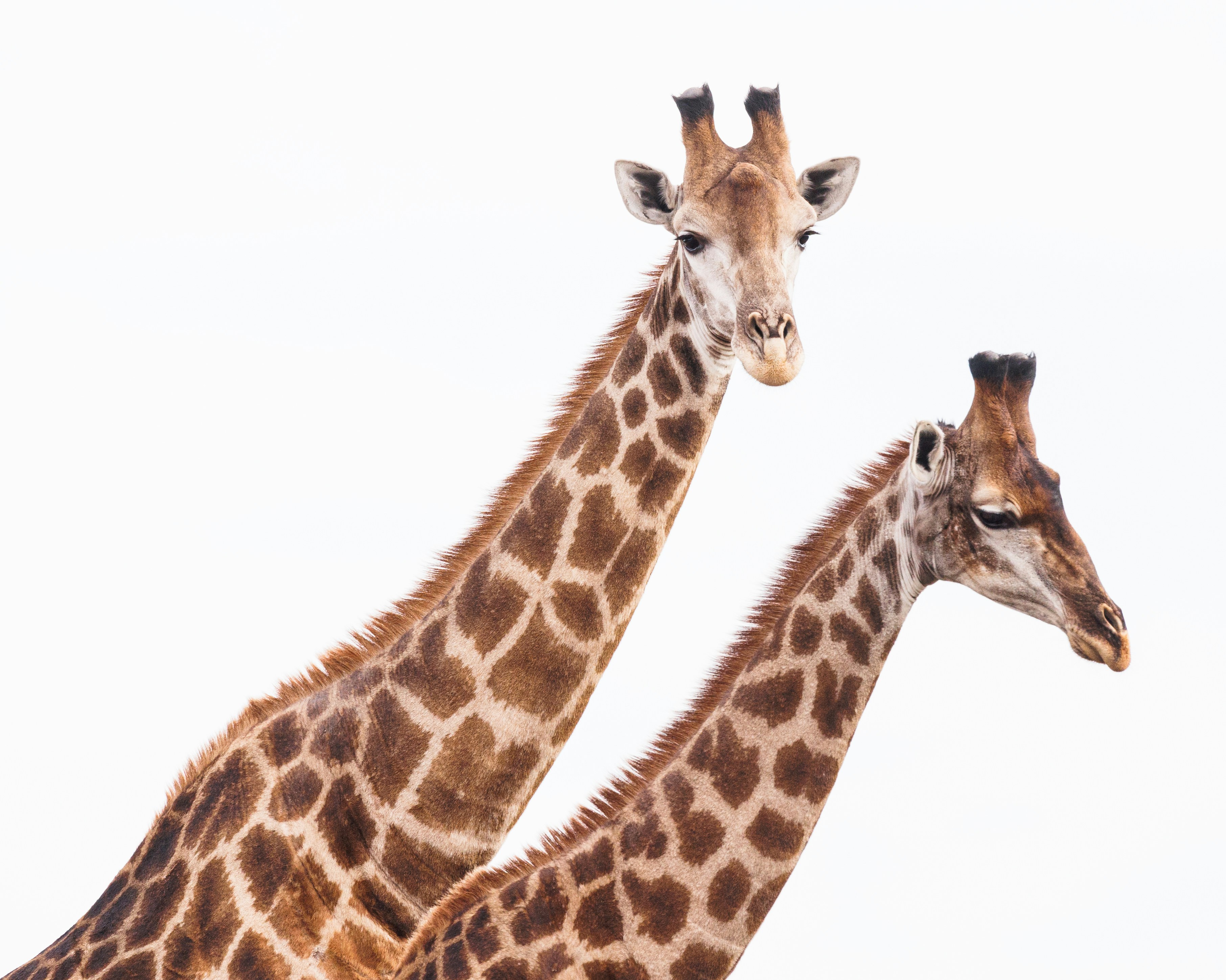 a couple of giraffe standing next to each other