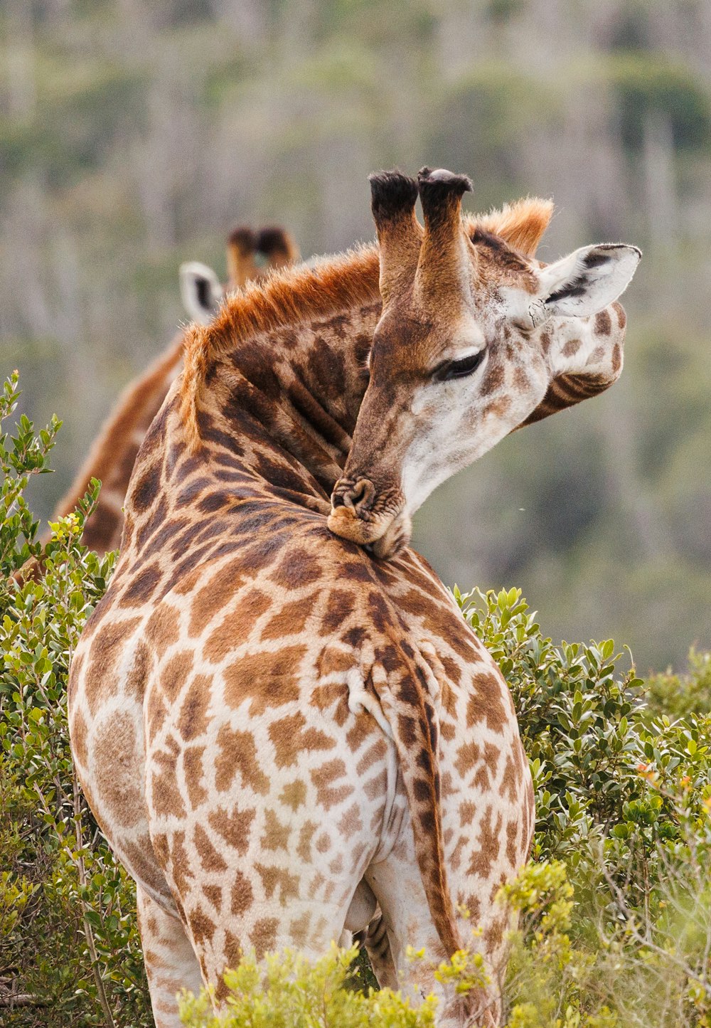 a giraffe standing next to a tree filled forest