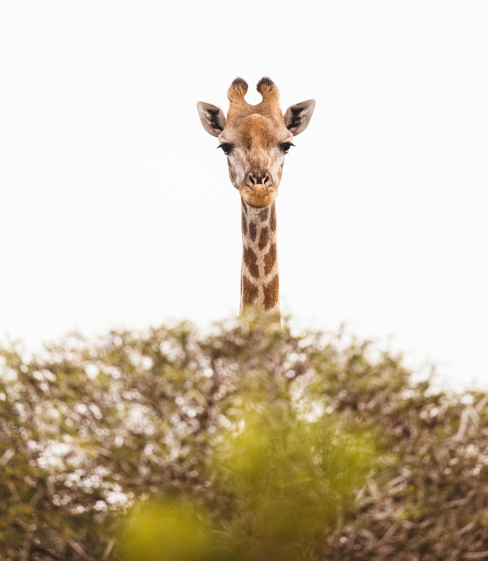 a giraffe is standing in front of some trees