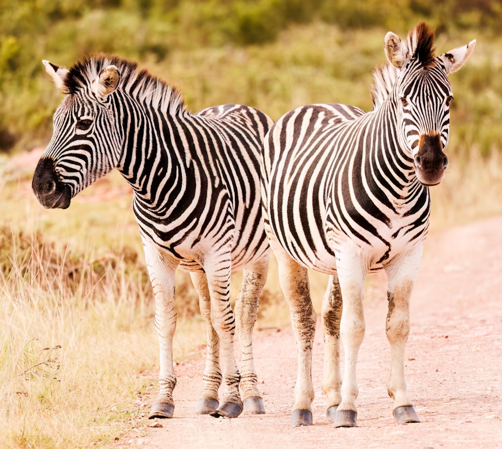 a couple of zebra standing on a dirt road