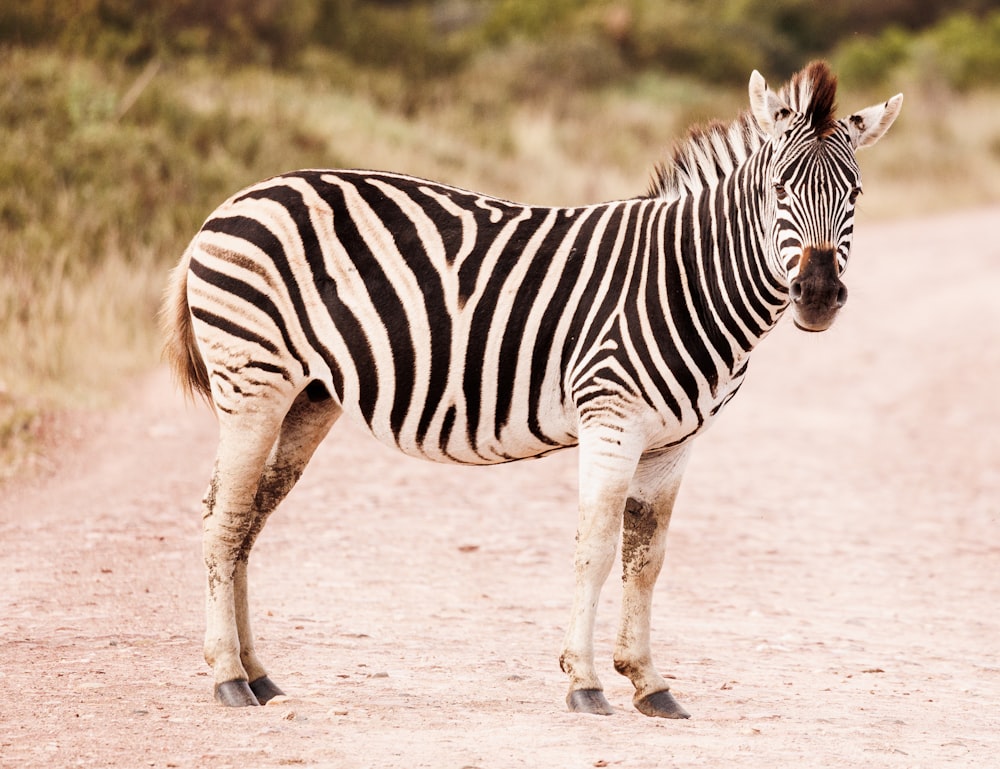 a zebra standing in the middle of a dirt road