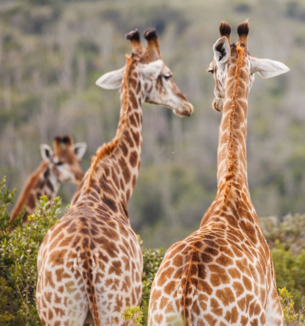 a group of giraffes standing in a field