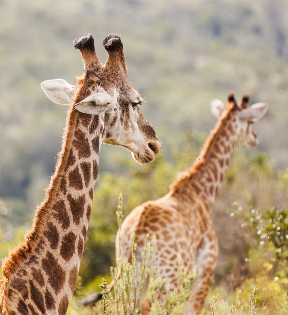 a couple of giraffe standing next to each other