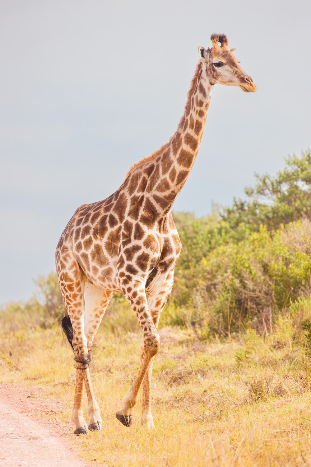 a giraffe is walking down a dirt road