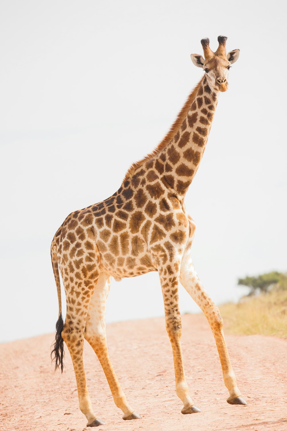 Una jirafa parada en la cima de un campo de tierra