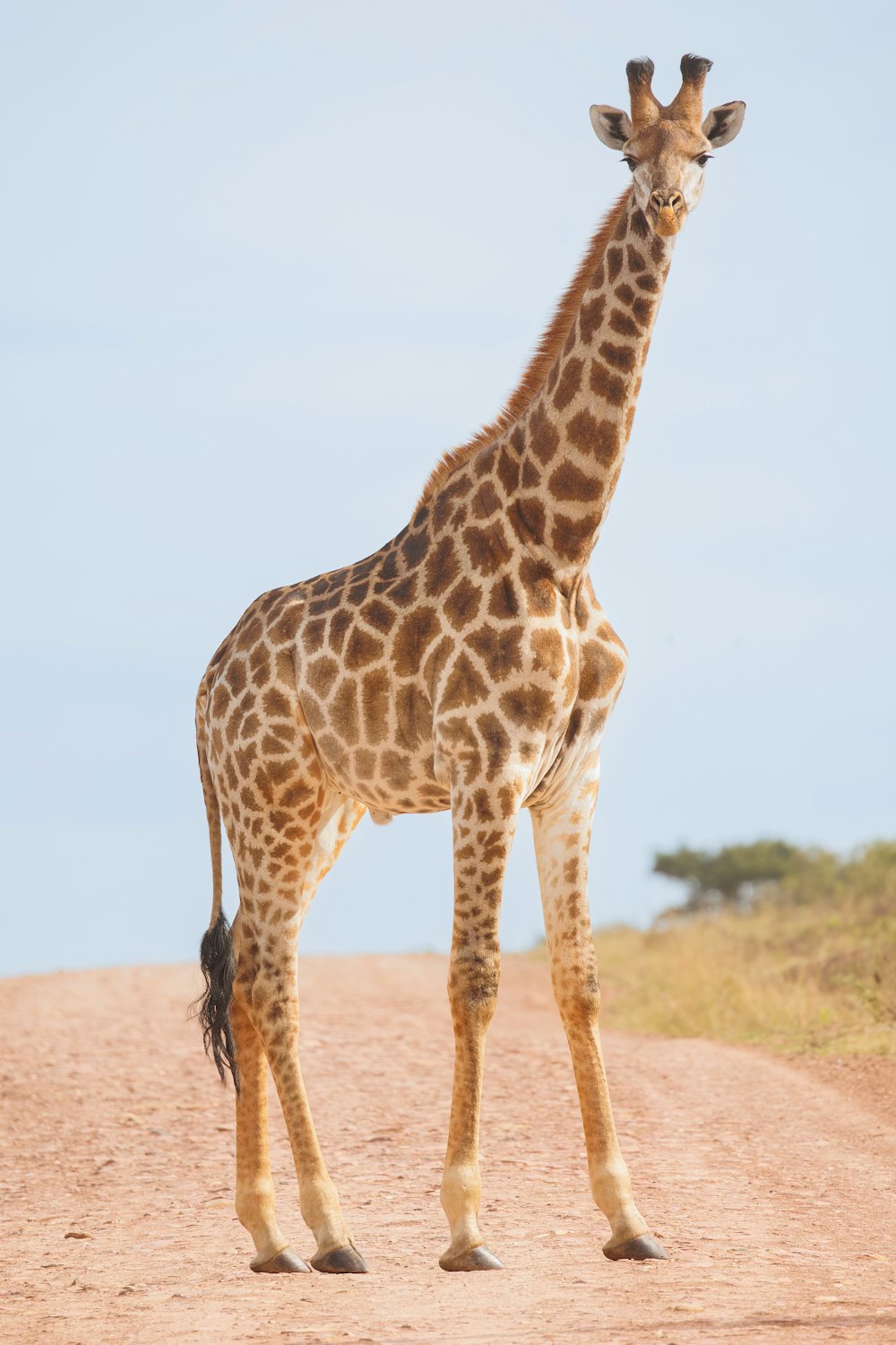 a giraffe standing in the middle of a dirt road