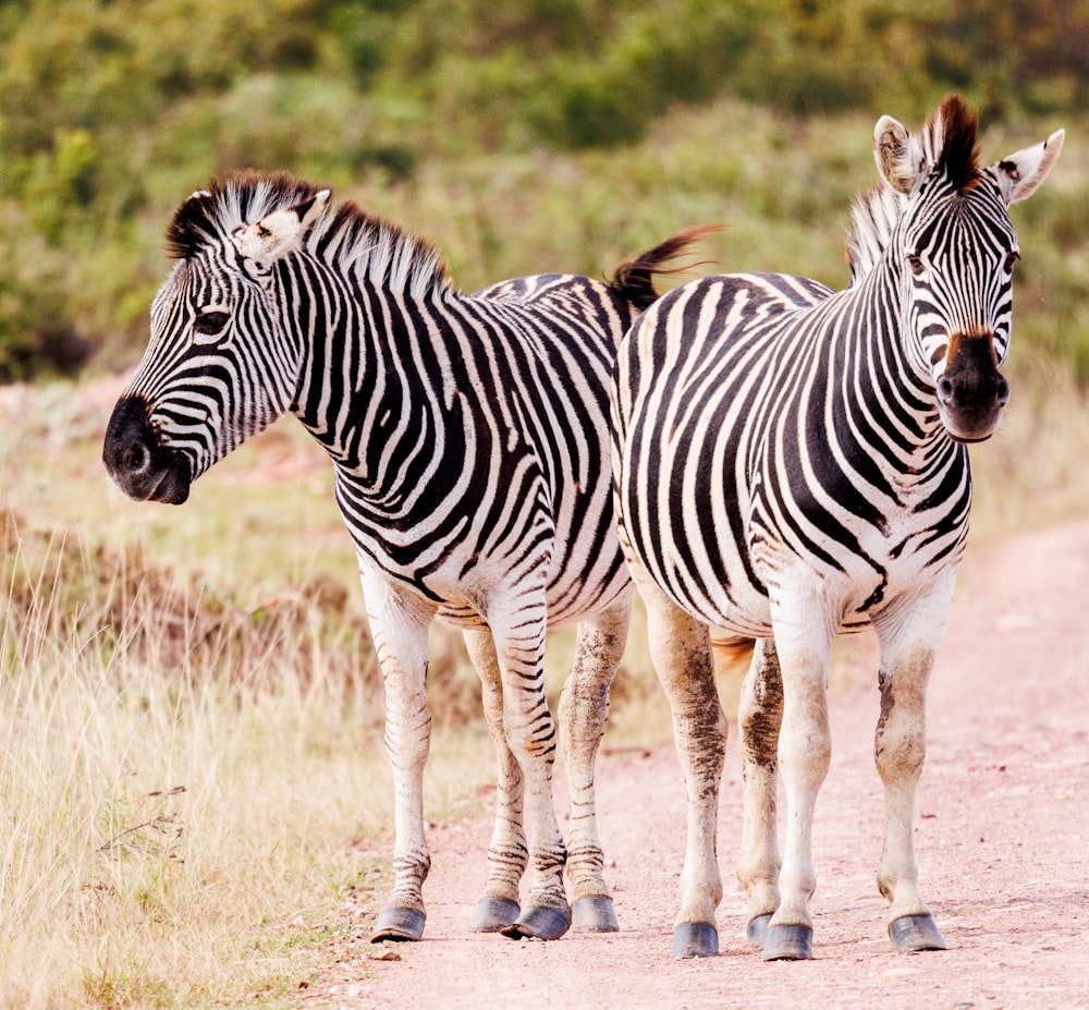 a couple of zebra standing on a dirt road