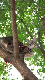 a cat sitting in a tree with a leash on it's neck