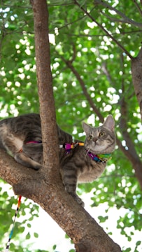 a cat sitting in a tree with a leash on it's neck