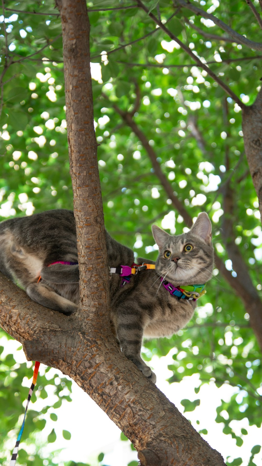 a cat sitting in a tree with a leash on it's neck