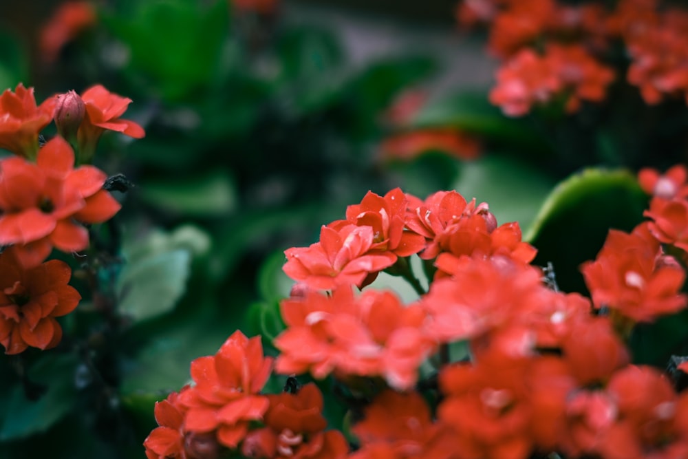 a bunch of red flowers with green leaves