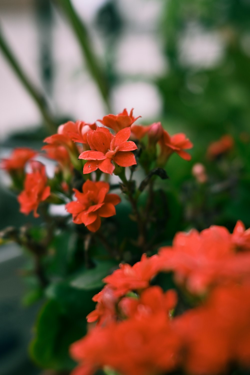 a bunch of red flowers in a pot