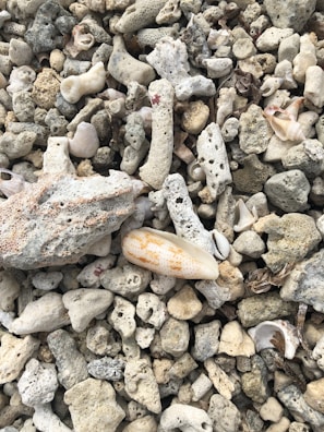 Colorful mixed coral fragments displayed on a sandy white tray.